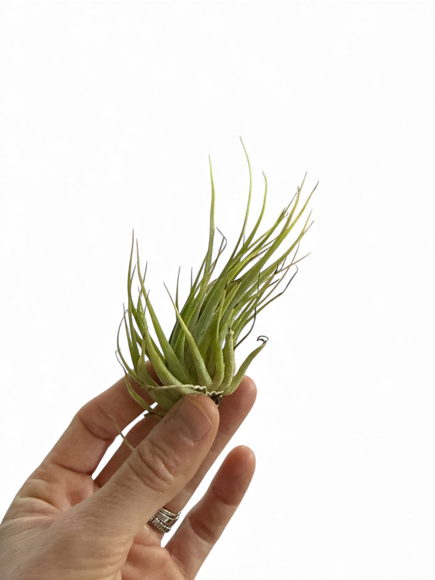 TILLANDSIA RUBRA COMPACTA