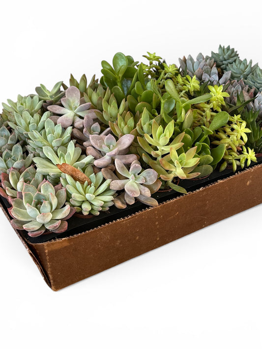 2” Terrarium Succulent Mix