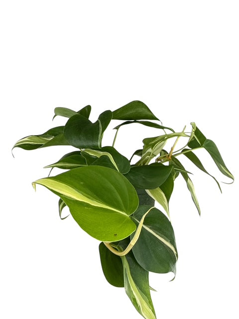 4" Philodendron Silver Stripe
