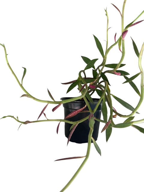 4" Red Monadenium Bonsai