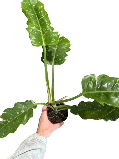 4" Philodendron Ring of Fire