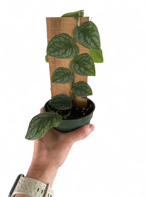 4" Monstera Dubia