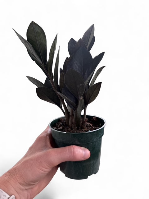 4" ZZ Oscura Black