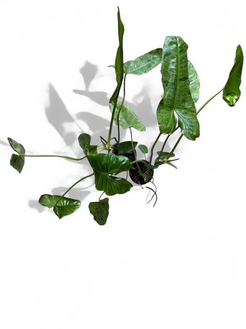 4" Philodendron Paraiso Verde