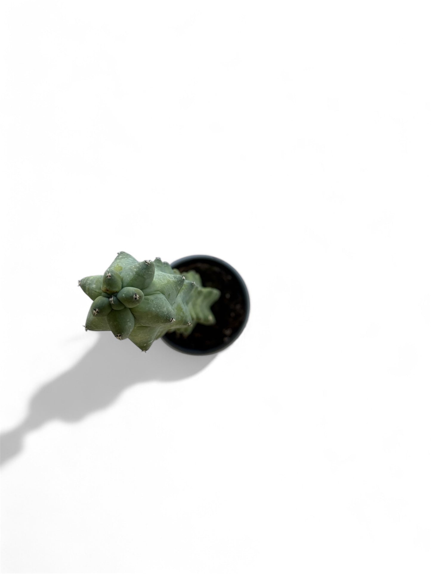4" Cactus Boobie