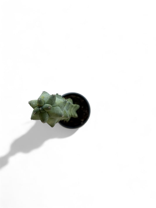 4" Cactus Boobie