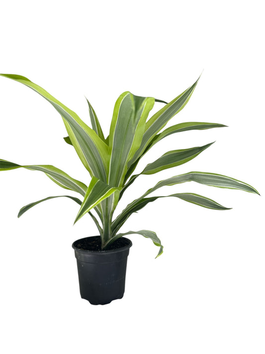 4" Dracaena Lemon Lime