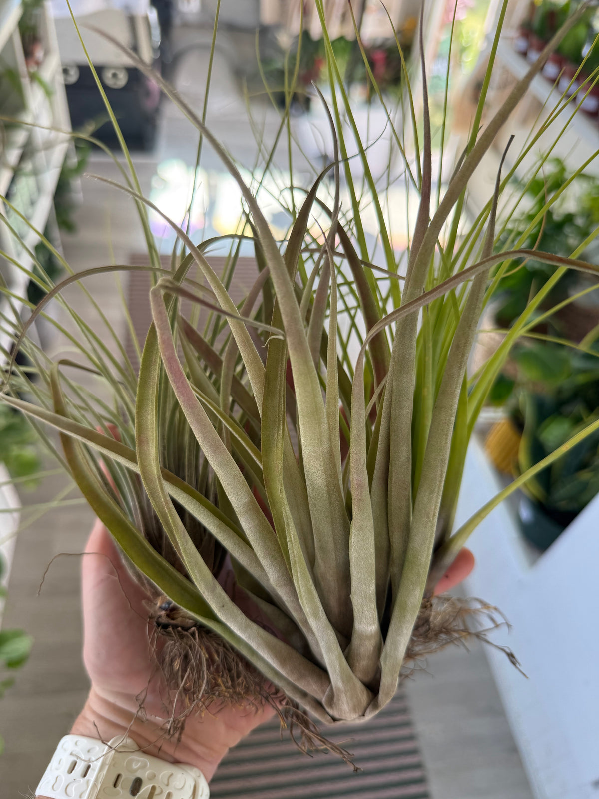 8” Tillandsia Air Plant