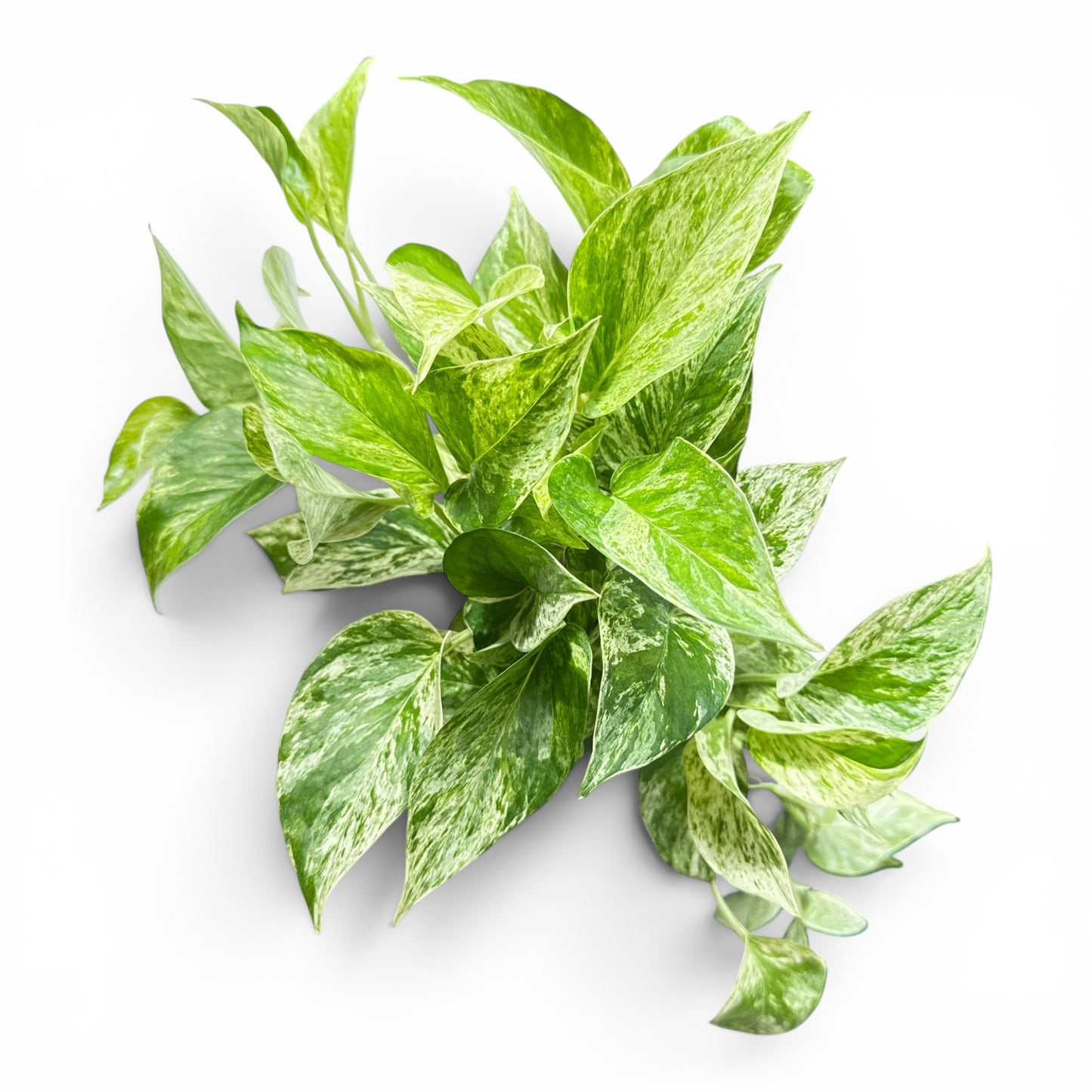 4" Pothos Marble Queen