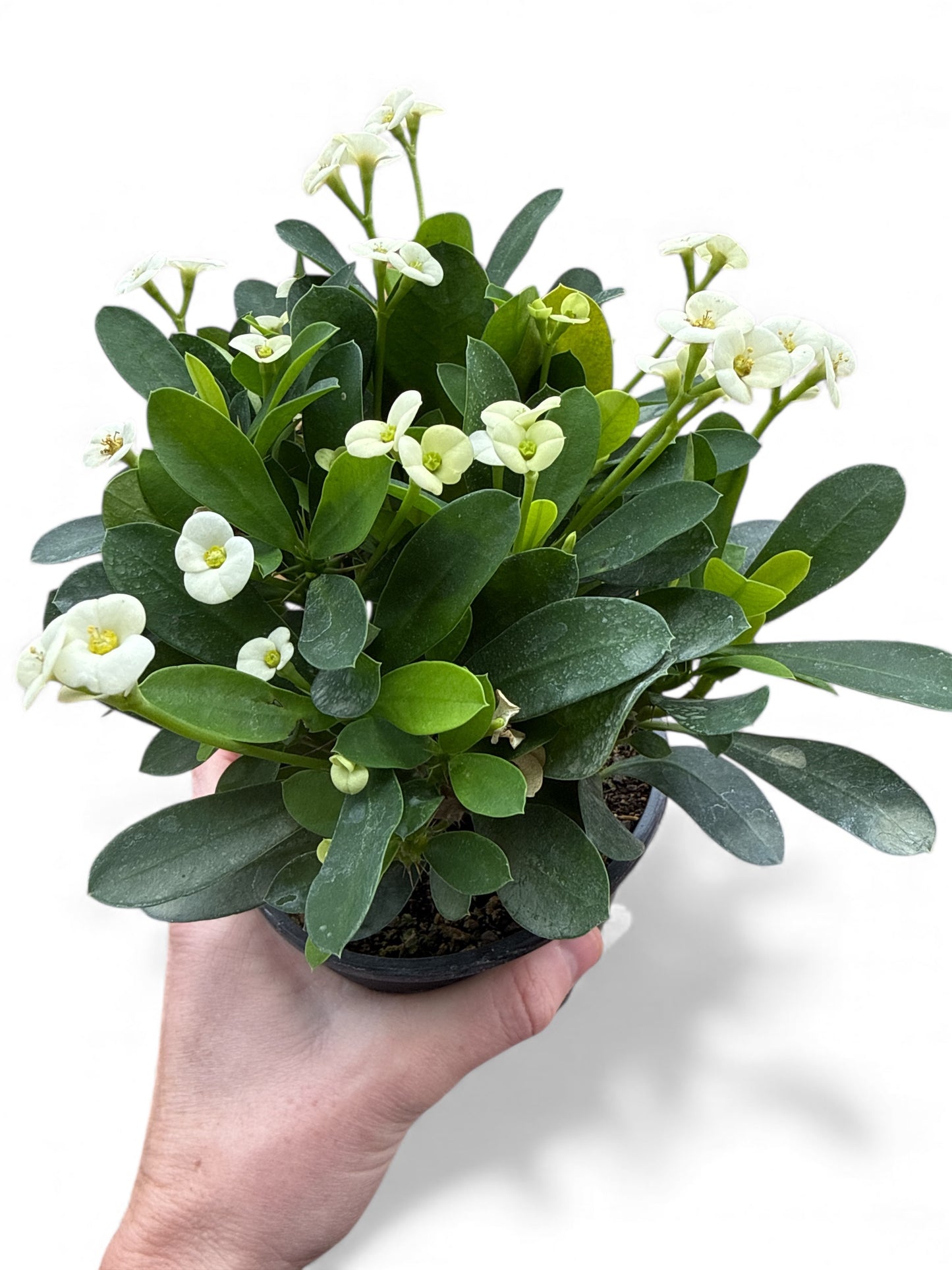 5” Crown of Thorns