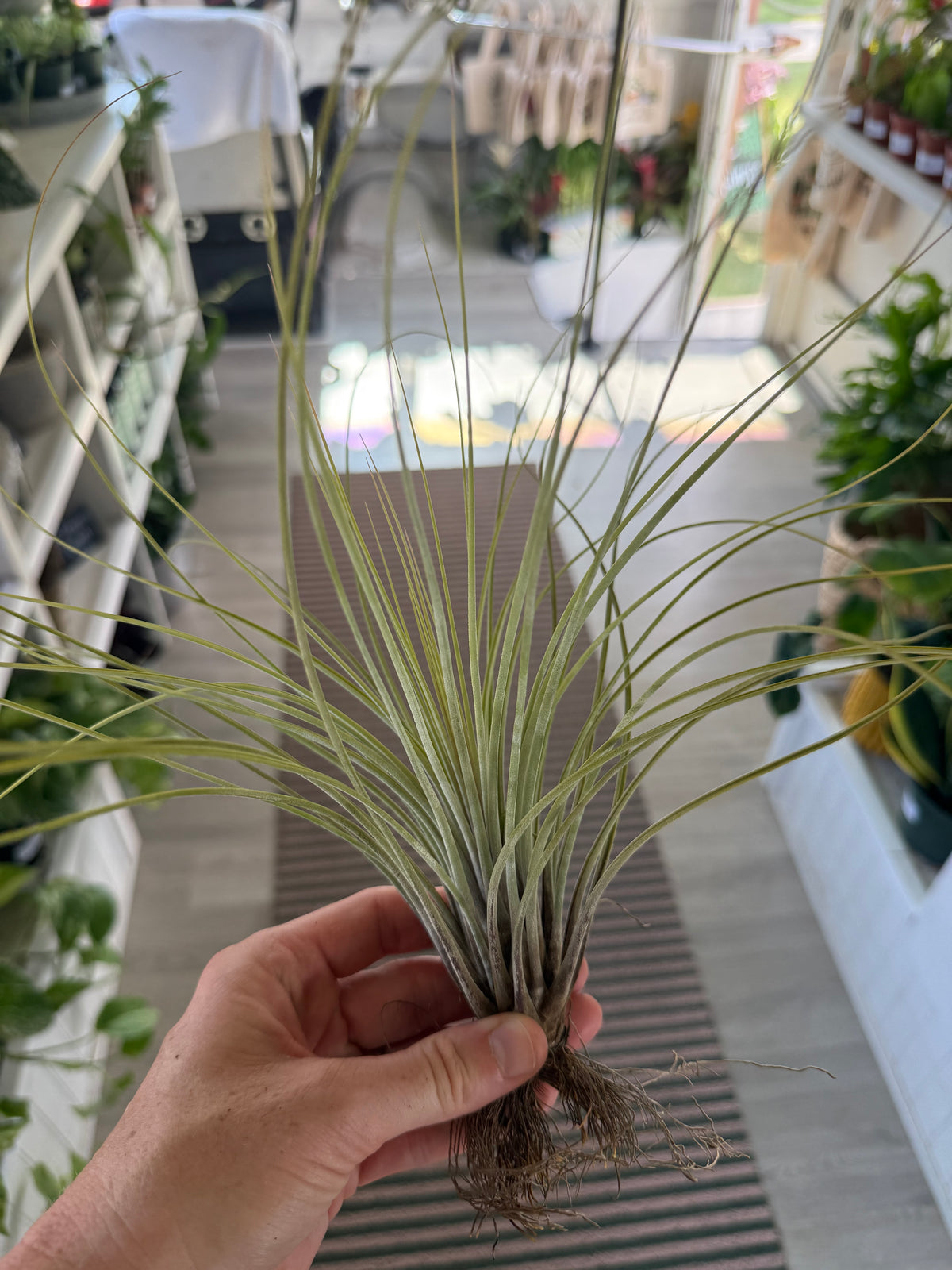 8” Tillandsia Air Plant