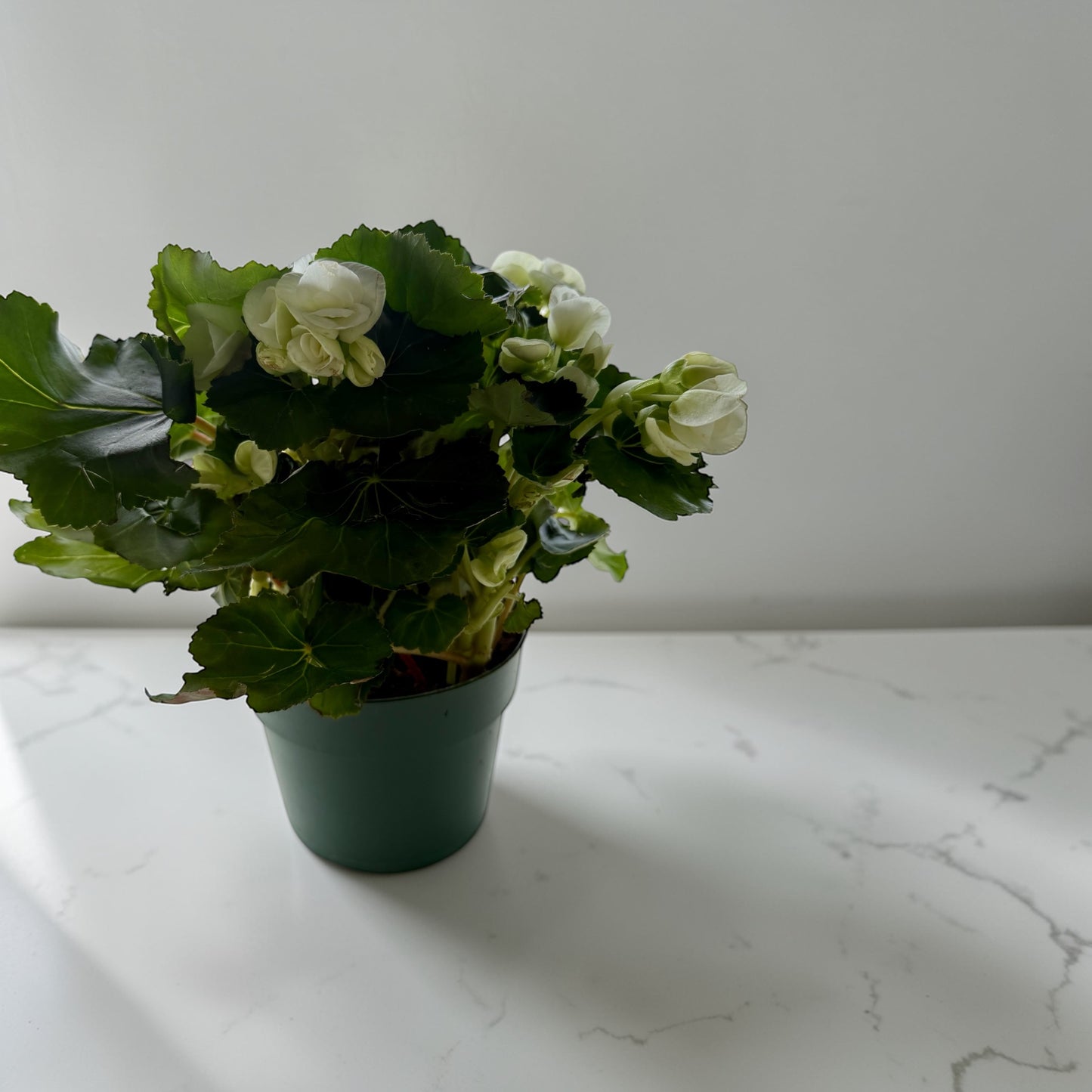 6” Begonia Reiger