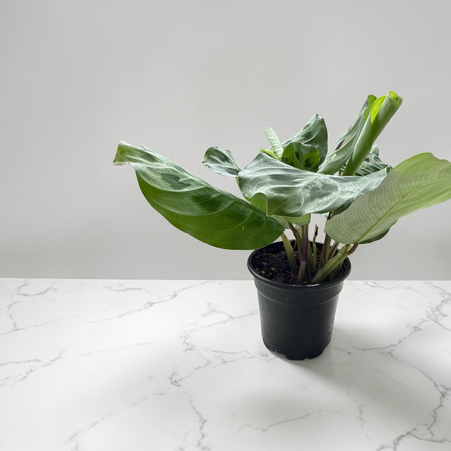 4" Maranta Green