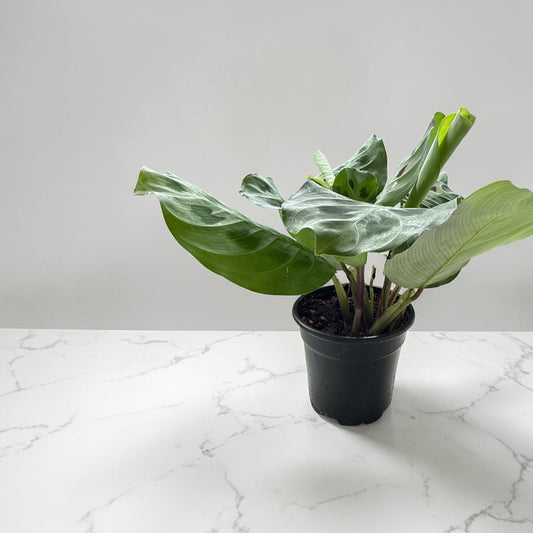 4" Maranta Green