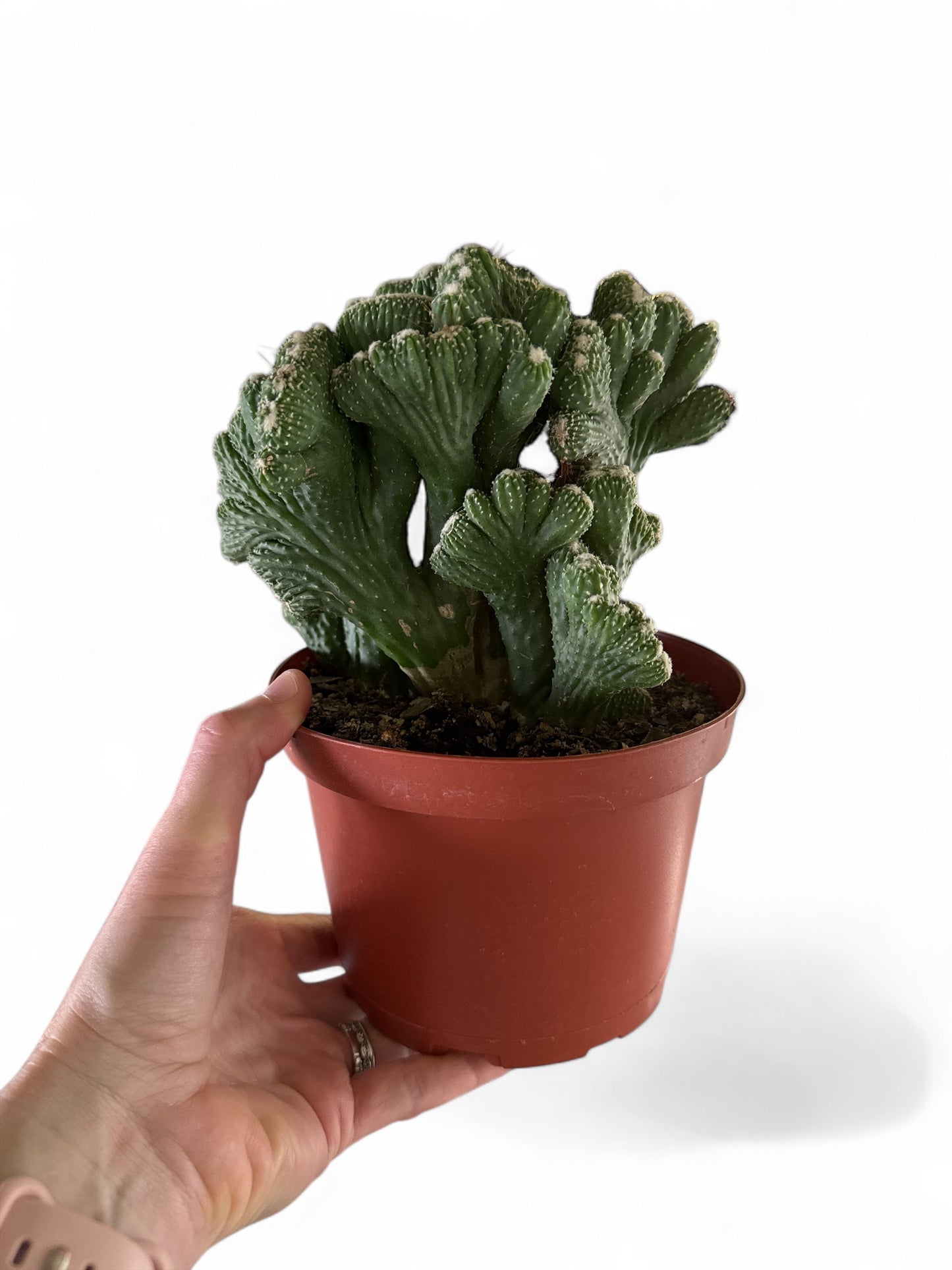 6” Cactus Cereus Monstrosus