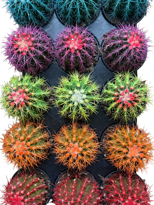 4” Cactus Echinocactus Grusonii Rainbow