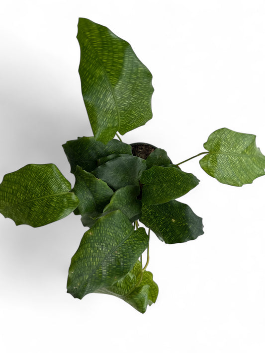 4” Calathea Network