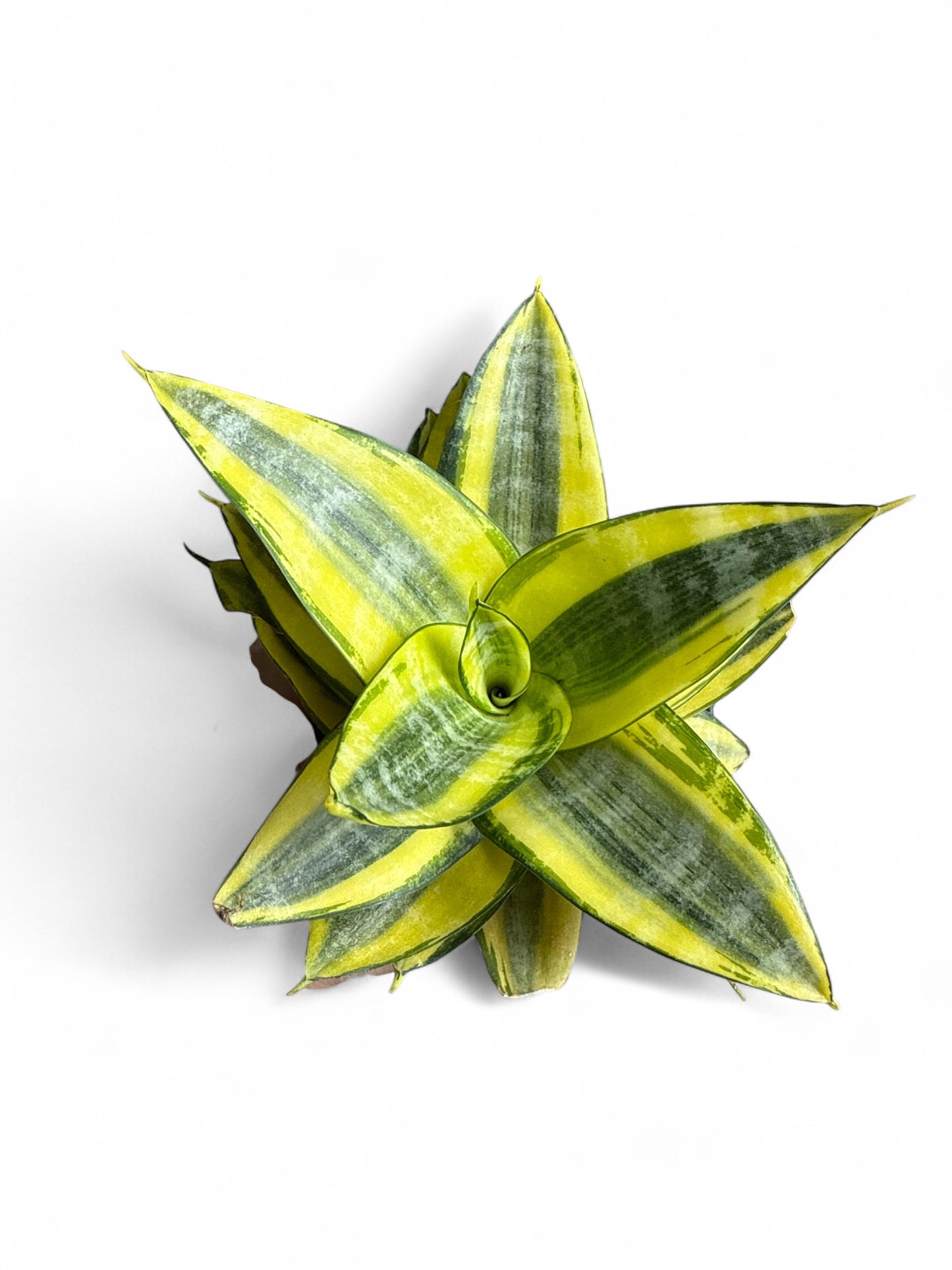 4” Sansevieria Golden Hahnii