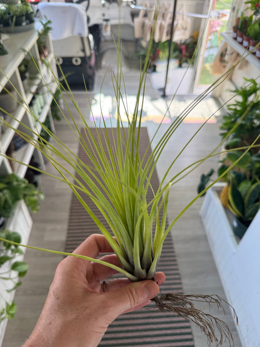 8” Tillandsia Air Plant