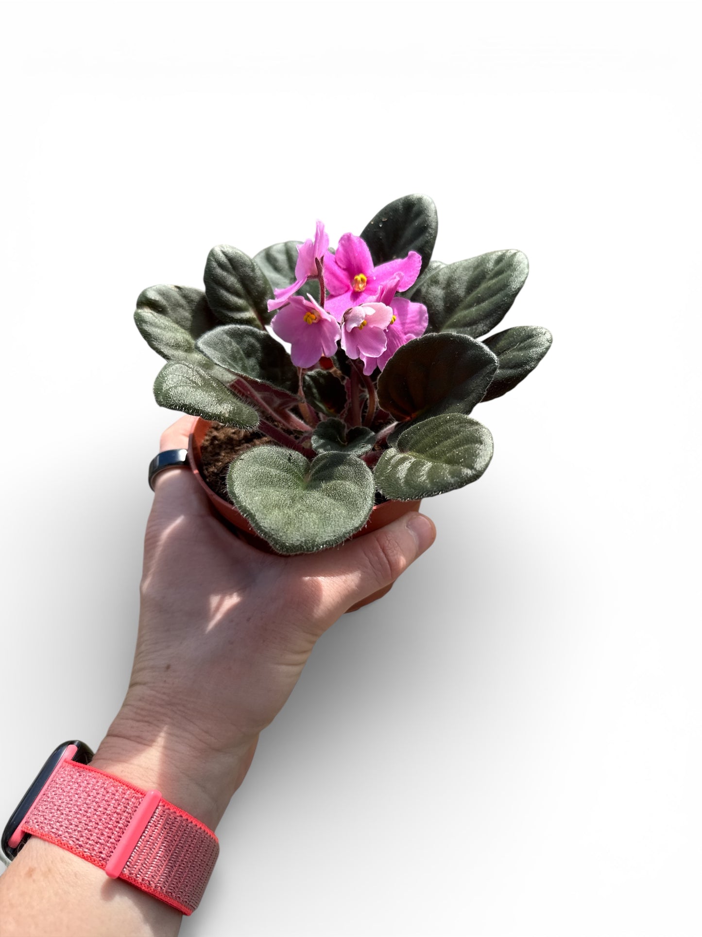 4" African Violets