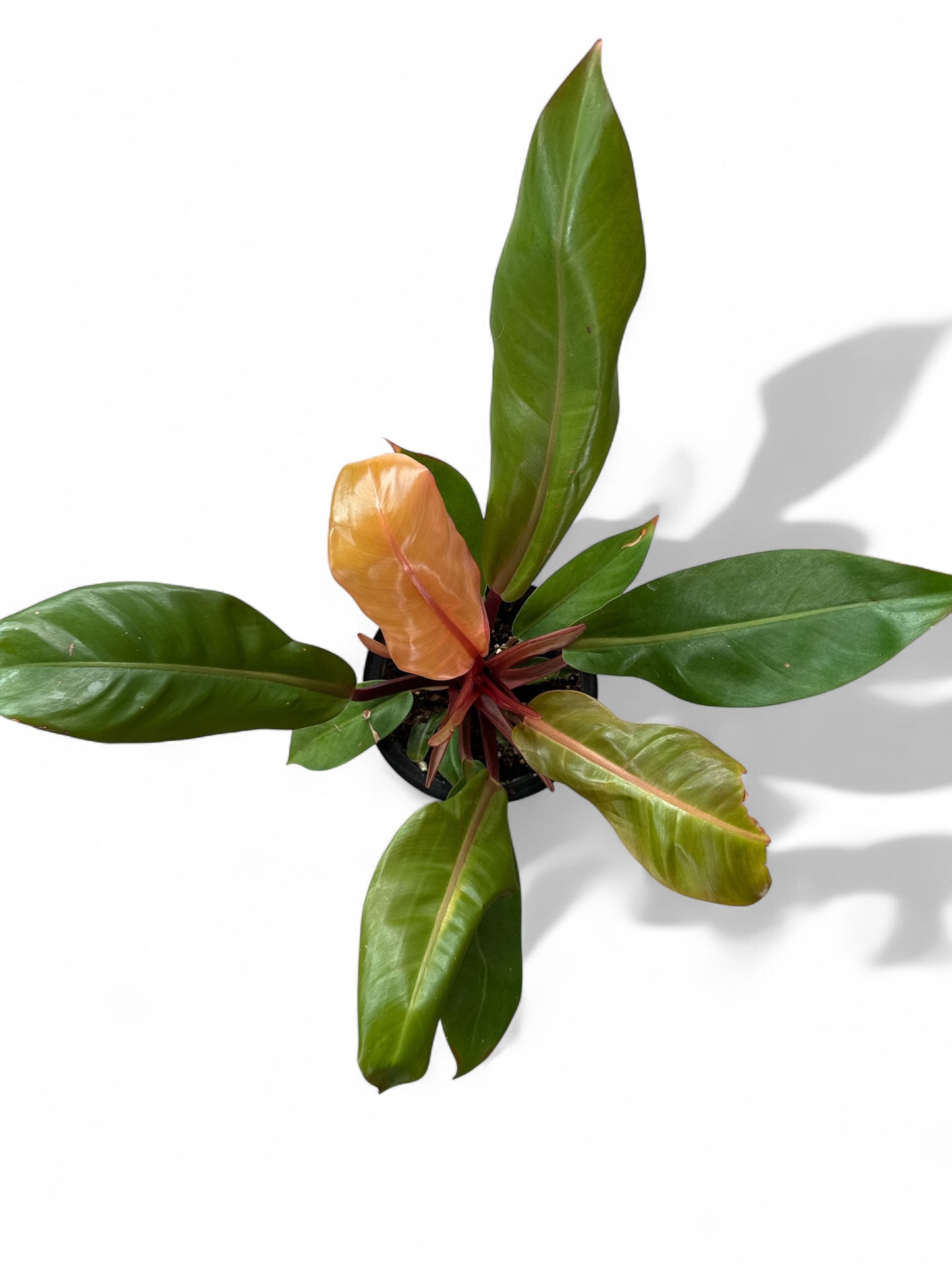 6" Philodendron Pince of Orange