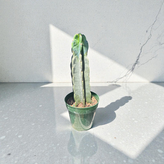 6" Cactus Cuddley