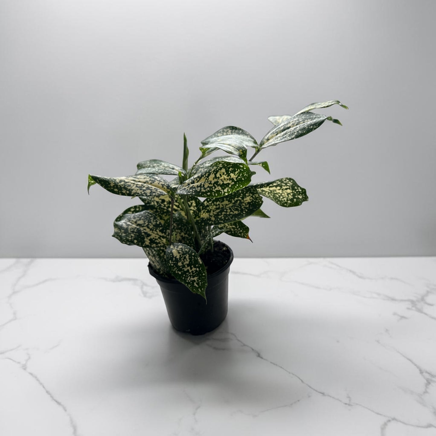 4" Dracaena Florida Beauty