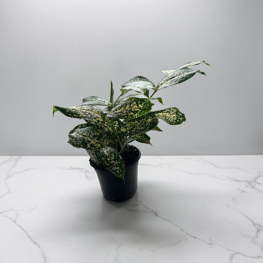 4" Dracaena Florida Beauty