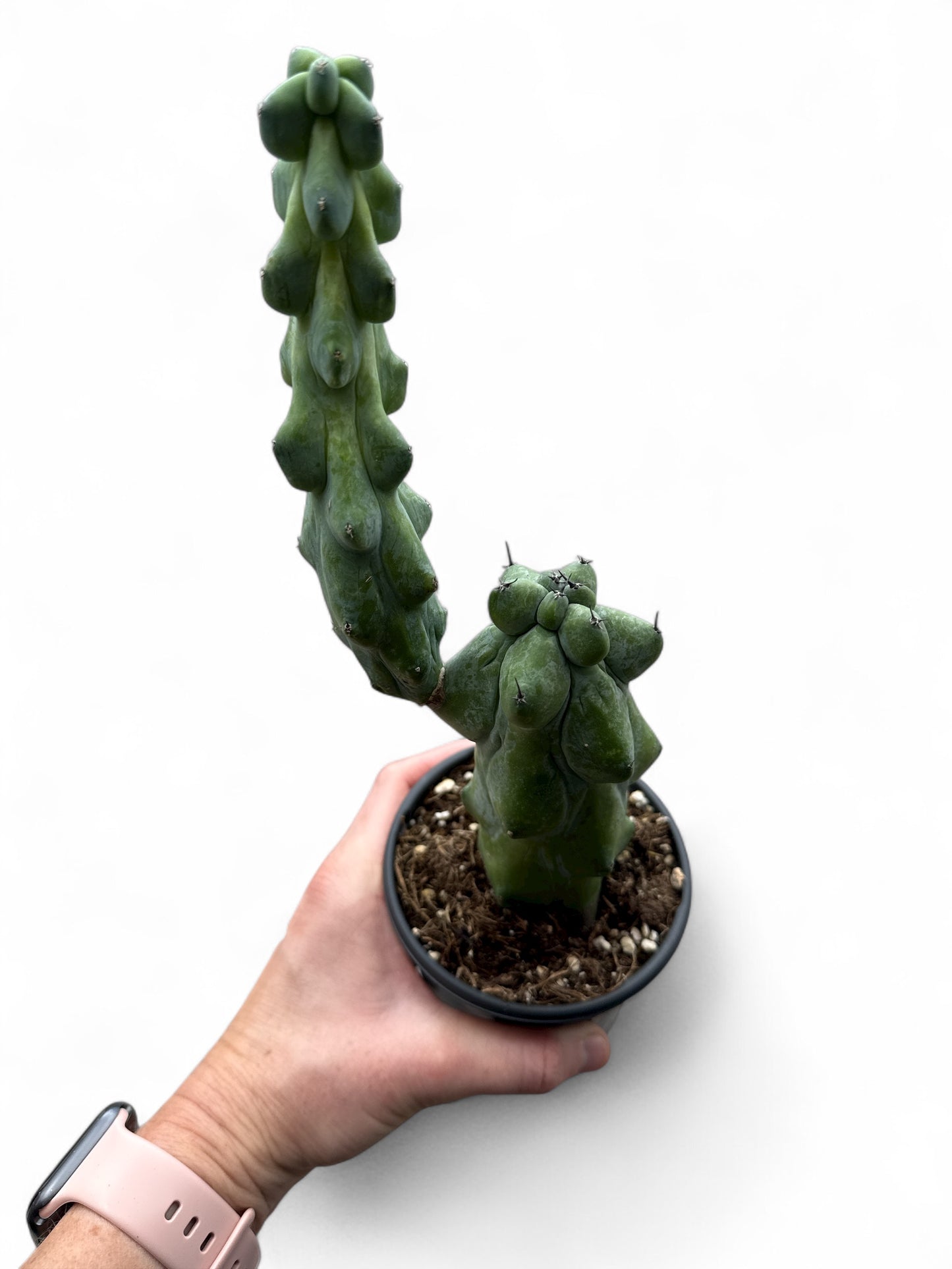 4" Cactus Boobie