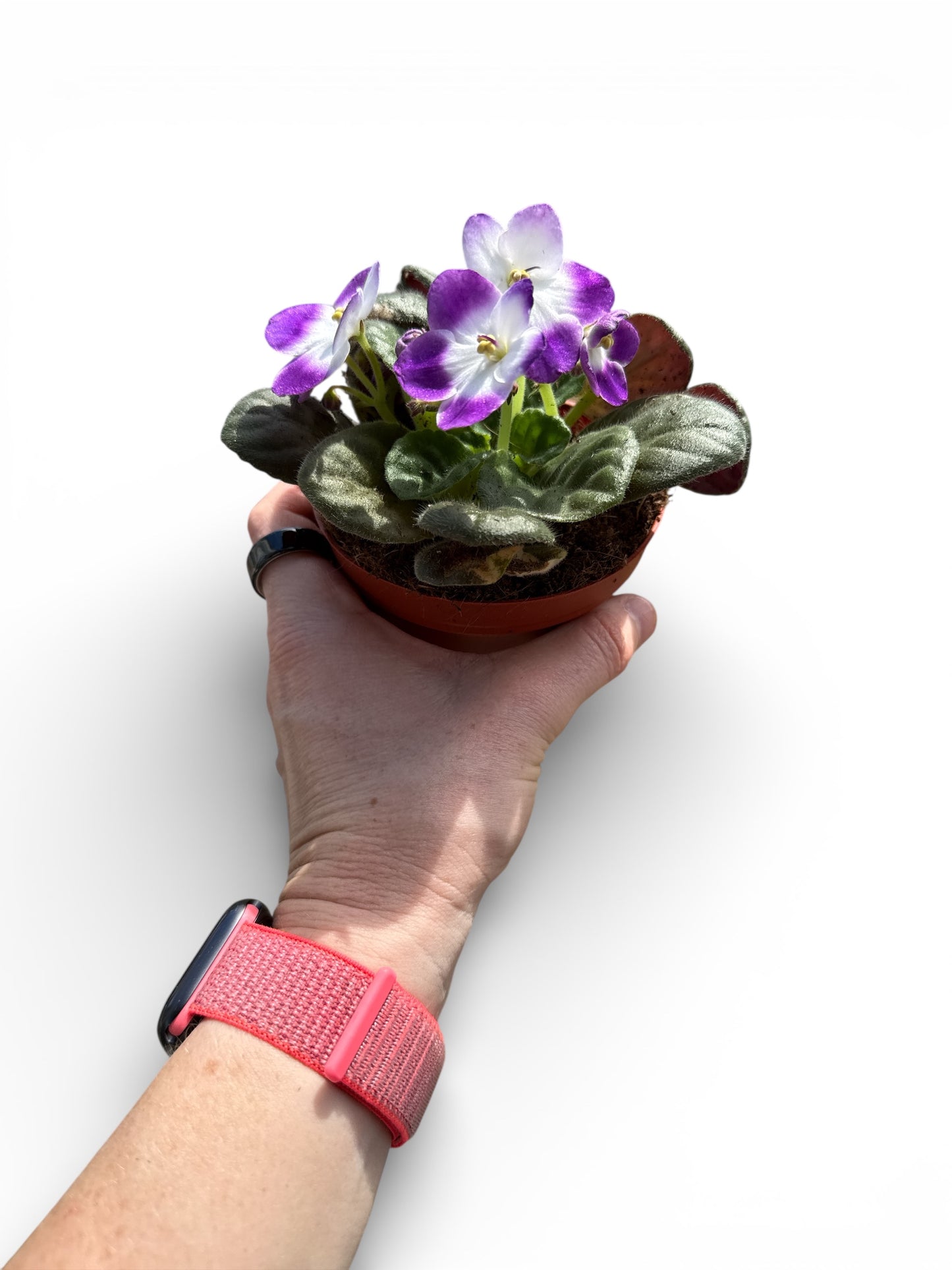 4" African Violets