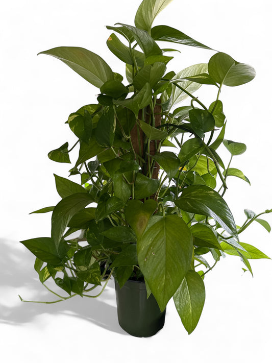 6" Pothos Pole