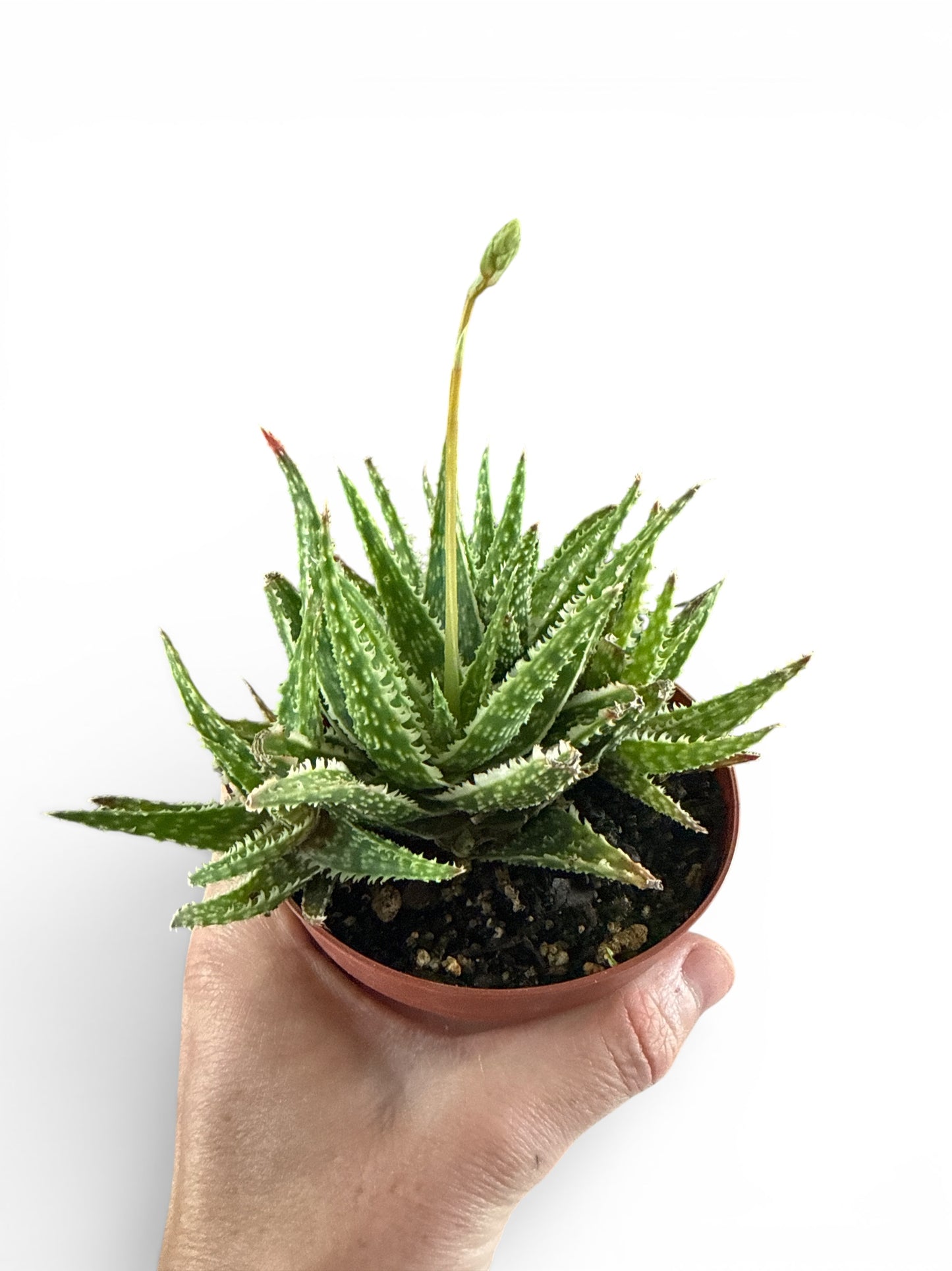 4" Compact Aloe