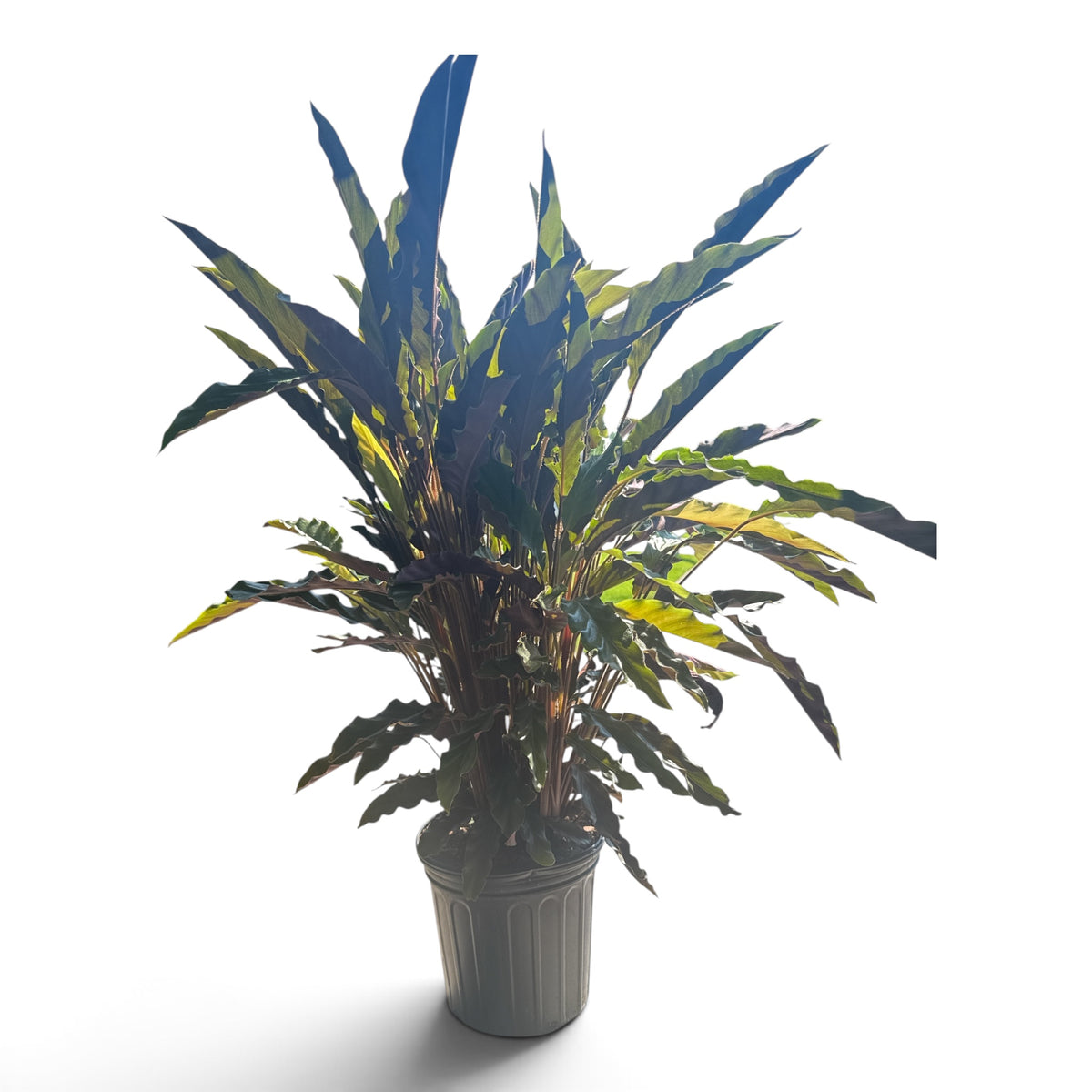 8" Calathea Velvet Touch