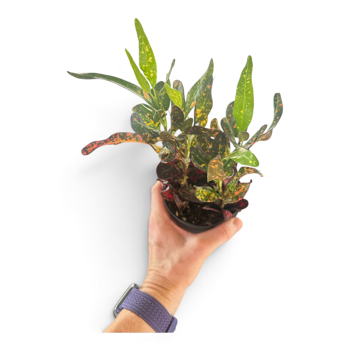 4" Croton Assorted