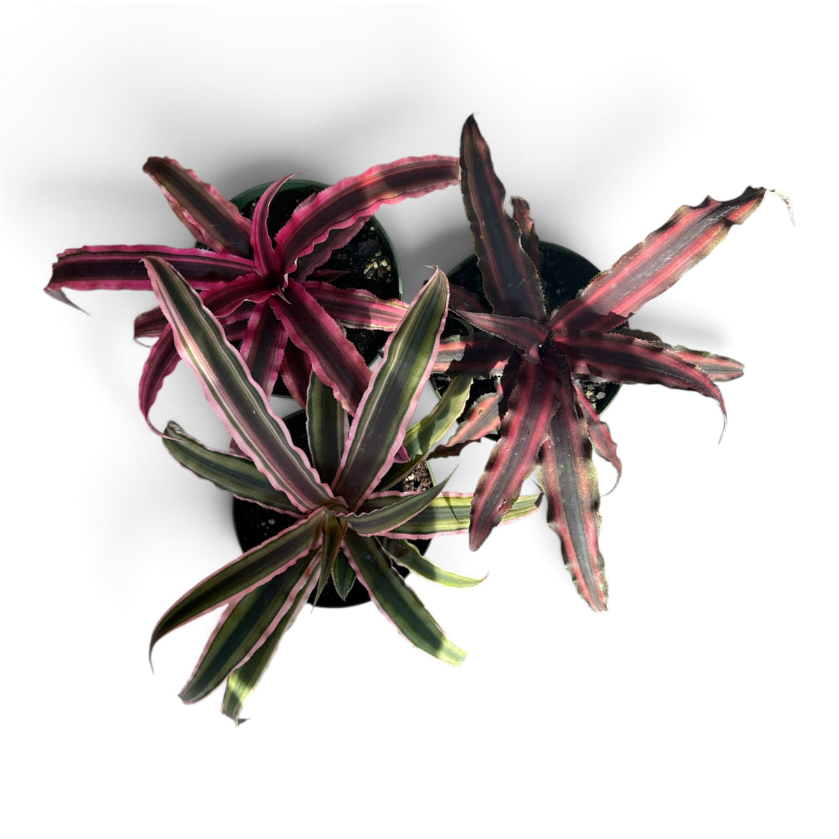 4" Crypanthus Assorted