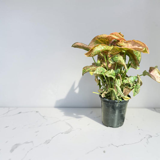 4" Syngonium Pink Chameleon
