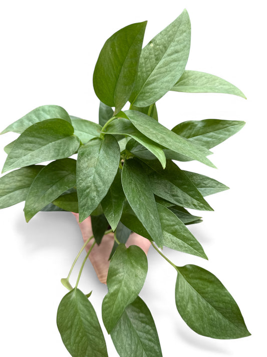 4” Pothos Cebu Blue