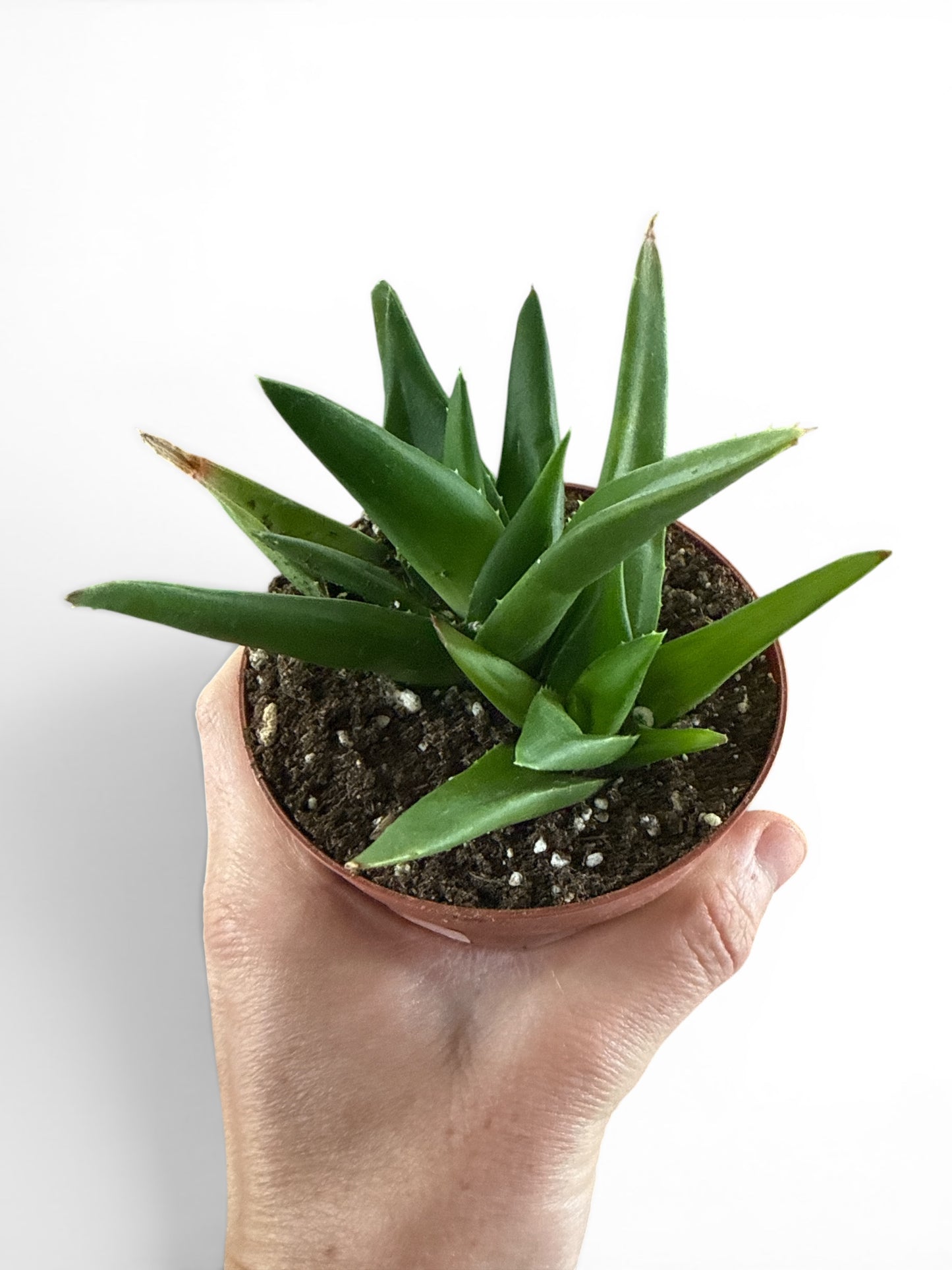 4" Compact Aloe