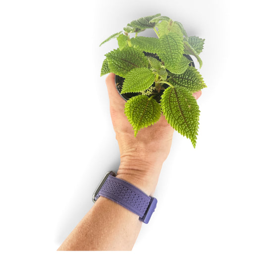 4" Pilea Moon Valley