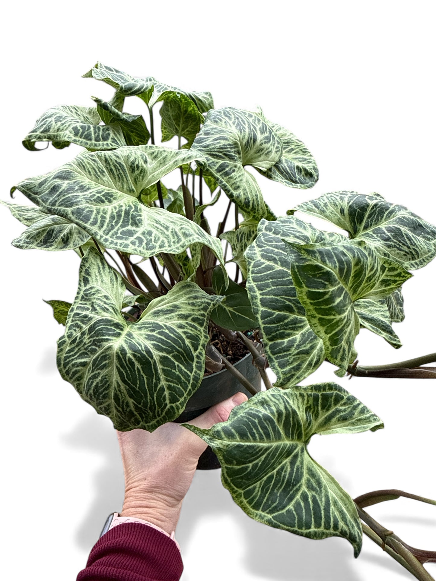 6” Syngonium Batik