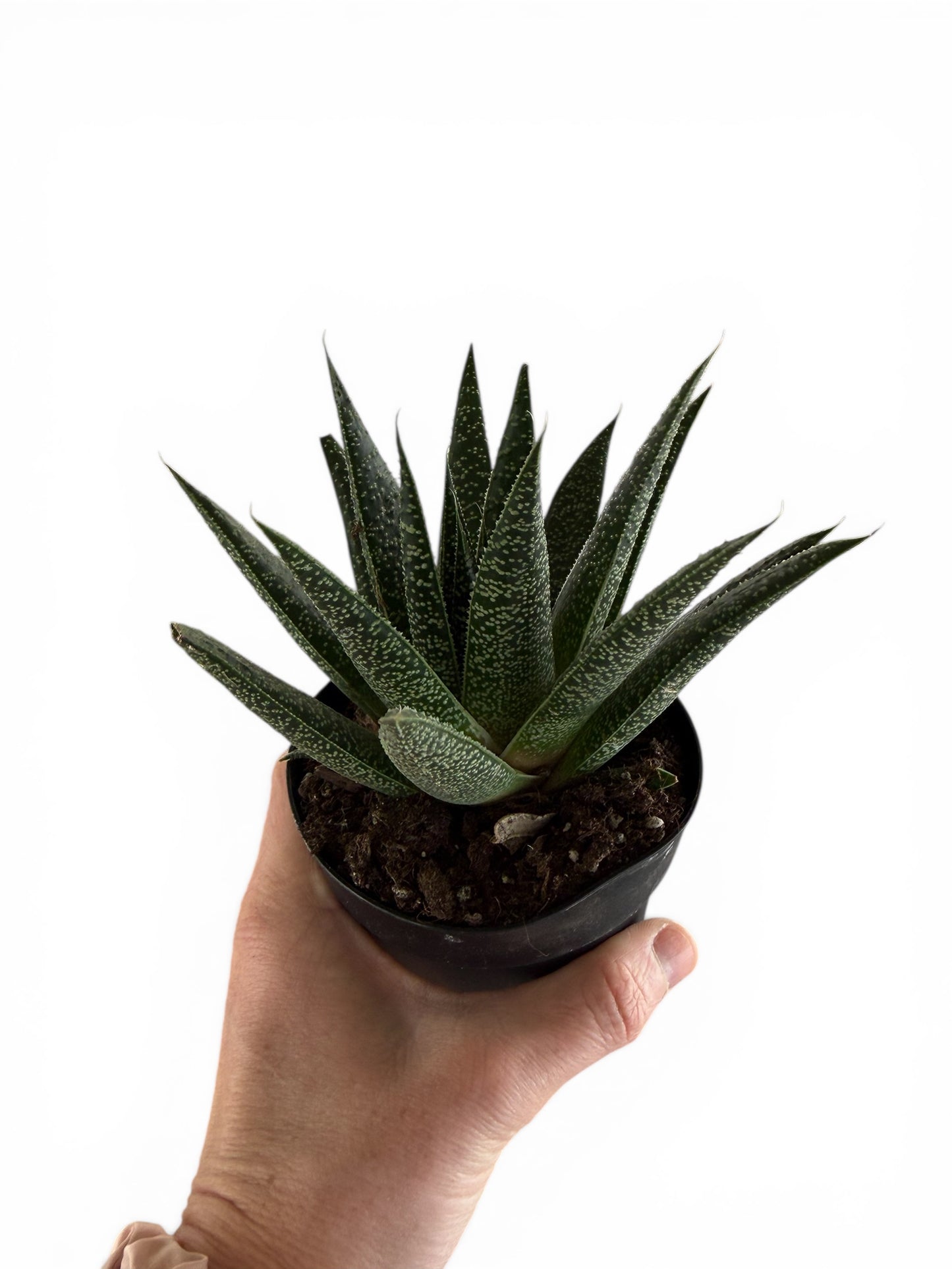 4” Haworthia Gasteria Mix