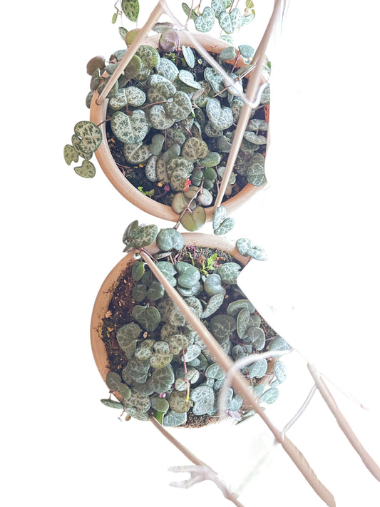 5" Chain of Hearts HB