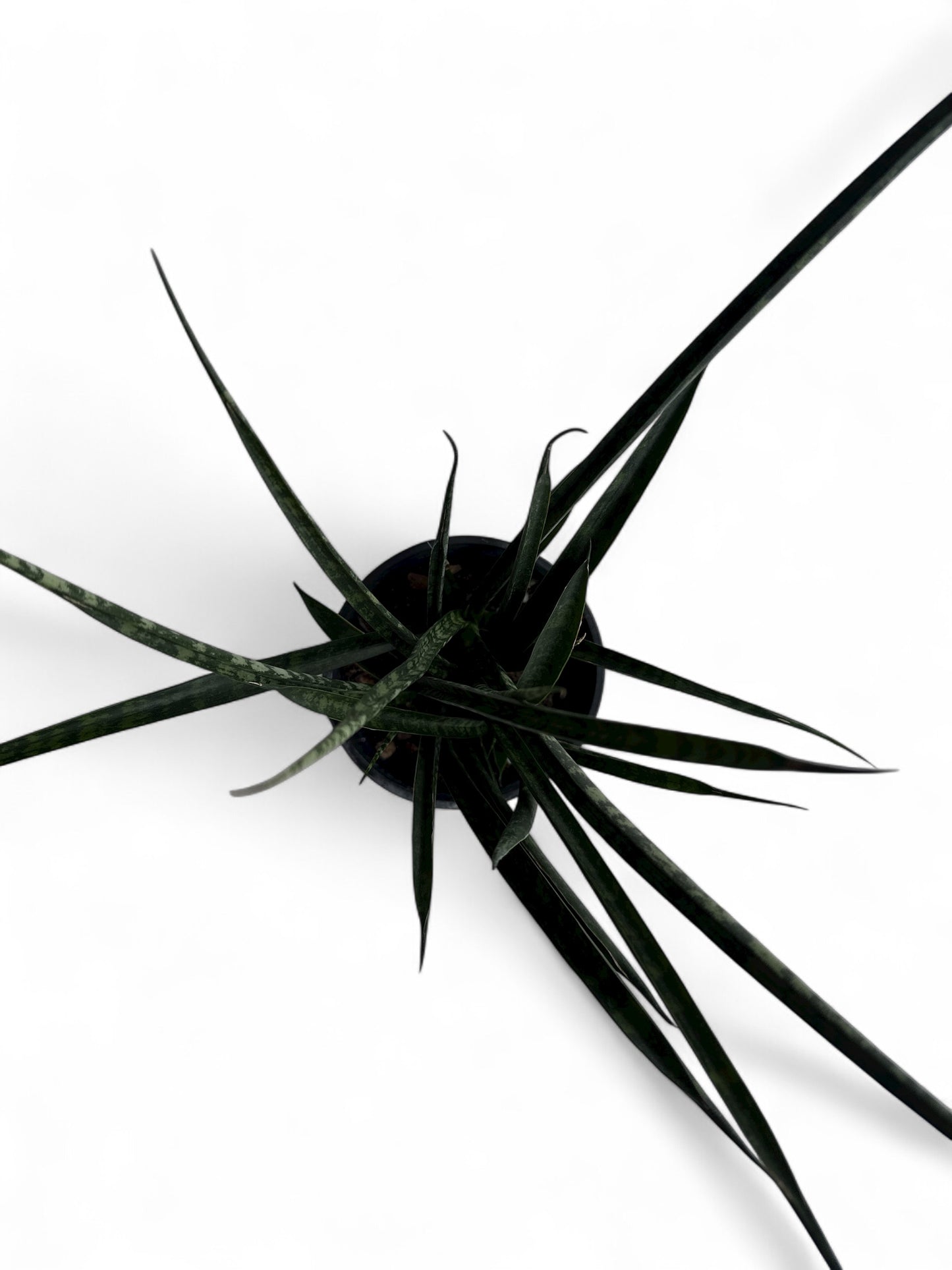 4” Sansevieria Fernwood