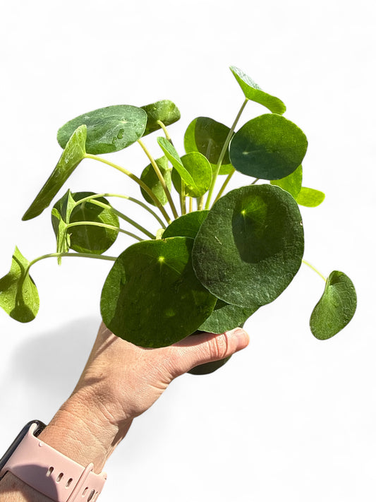 4” Pilea Peperomiodes