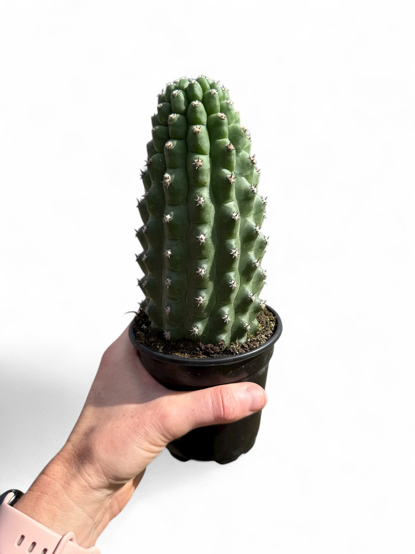 4” Cactus Trichocereus Brevispinulosus