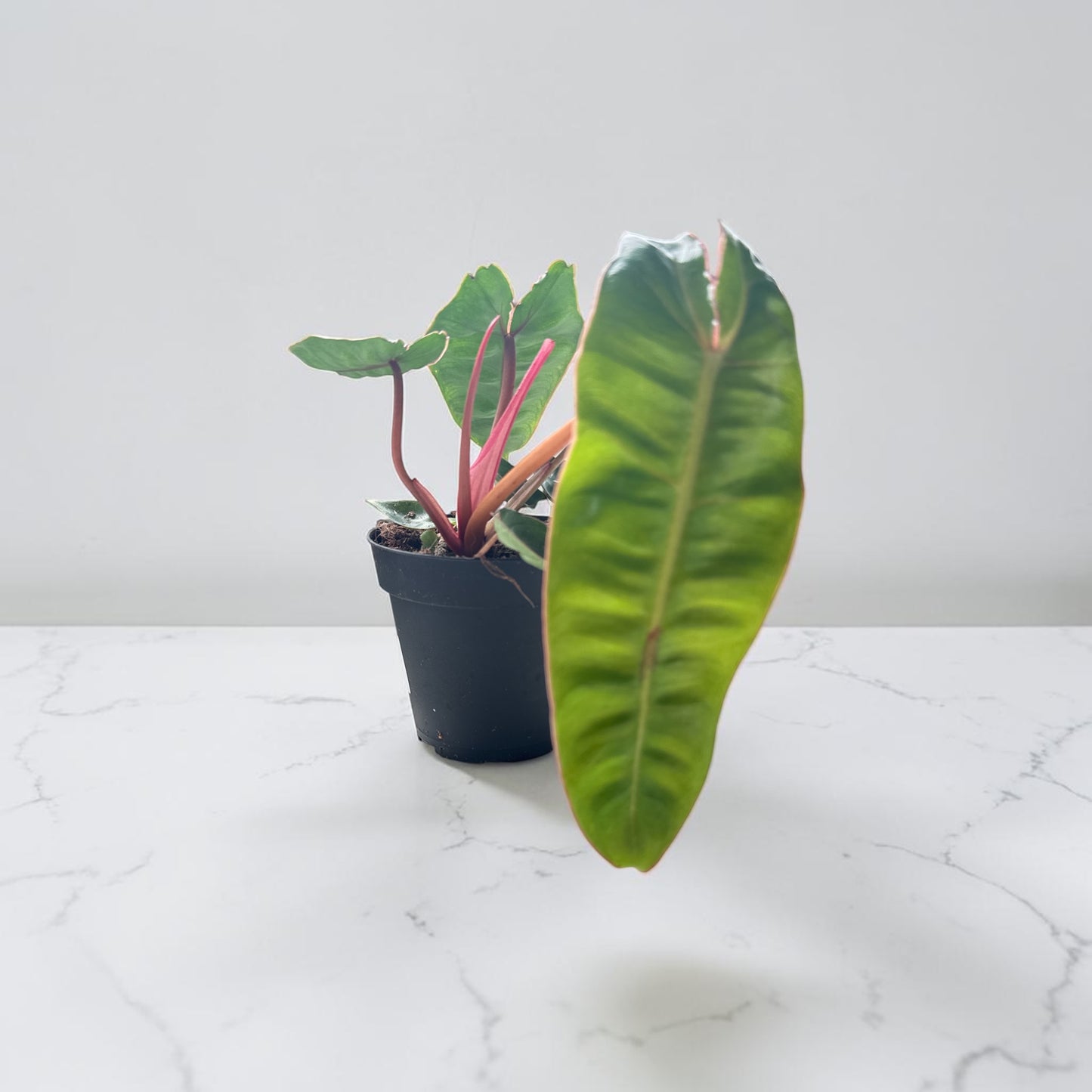 4" Philodendron Billietiae