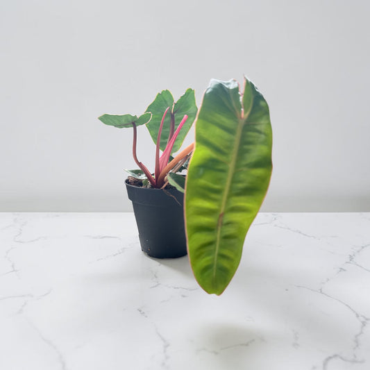 4" Philodendron Billietiae
