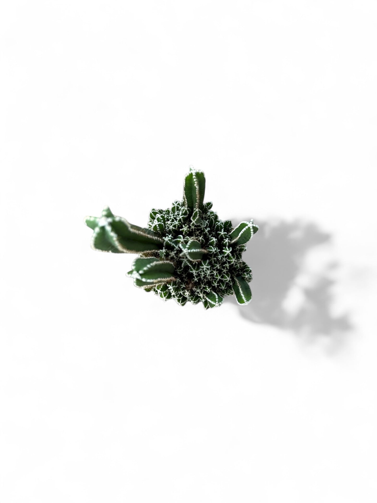 4” Cactus Fairy Castle