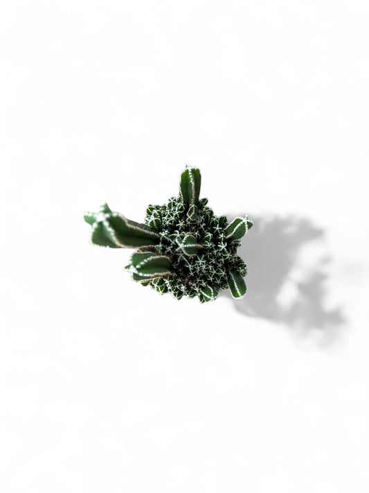 4” Cactus Fairy Castle