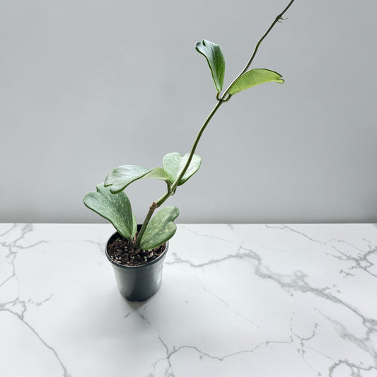 4" Hoya Kerri Heart Splash